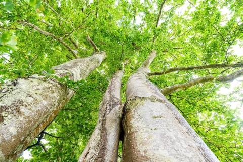 View upwards into the treetops of several large beech trees (Fagus sylvatica) in the greenery,