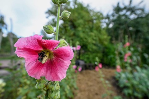 Large pink Common hollyhock (Alcea rosea) with a bumblebee surrounded by green leaves and water