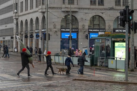 Finnish family with Christmas tree crossing a street, Helsinki, Finland