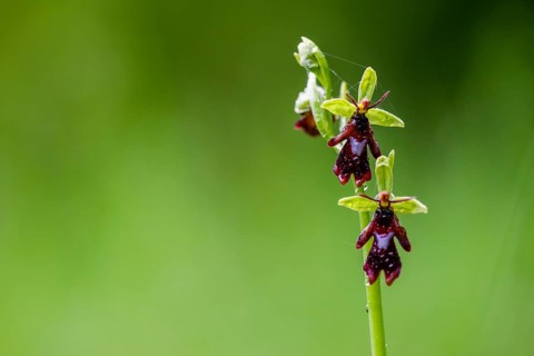 Close-up of a fly orchid (Ophrys insectifera) with insect-like appearance in vivid green,