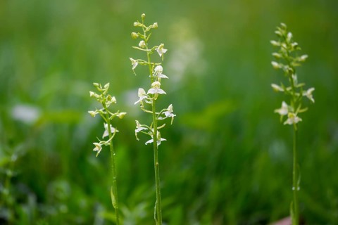 Delicate white green forest hyacinths (Platanthera chloranta) grow out of a lush green grass and
