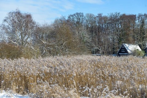 Snowy house with reeds and wintry forest in the background, snowy landscape with Lembruch hut,