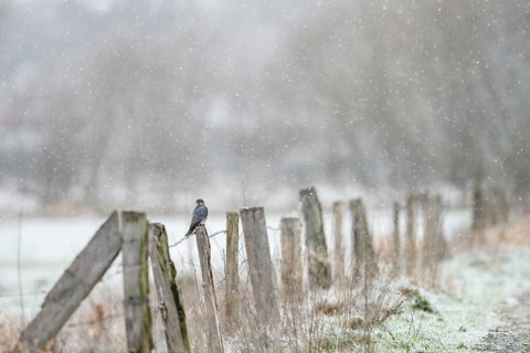 A Merlin (Falco columbarius) sitting on a snow-covered fence in a cold winter landscape, Dümmer