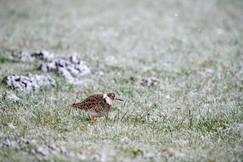 A ruff (Calidris pugnax) stands on snow-covered ground in a quiet winter landscape, Dümmer nature