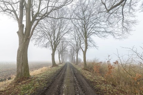 Foggy alley in winter with bare trees and a muddy path leading through the countryside, Hüde,