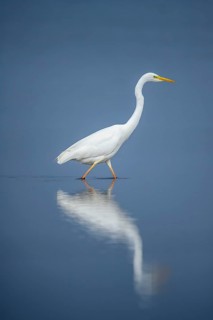 White egret (Egretta alba) wading through still blue water, its majestic reflection clearly