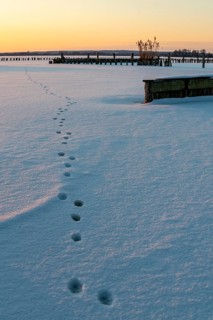Paw tracks lead across a blanket of snow on frozen Dümmer Lake at sunset, tracks in snow lead to a