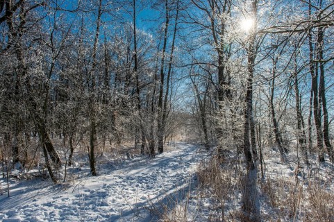 Snowy forest trail on hiking car park with sunlit, icy branches and footprints in the snow, Hüde,