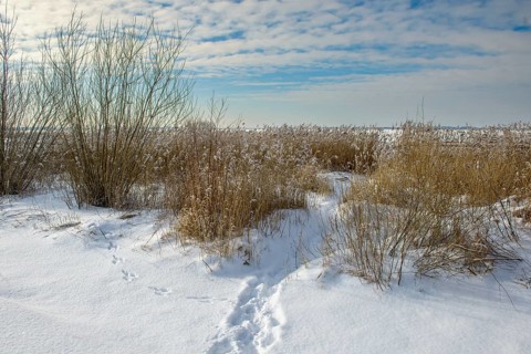 Snowy trail leads through reeds, clouds in blue sky, snowy landscape with footprints and bushes