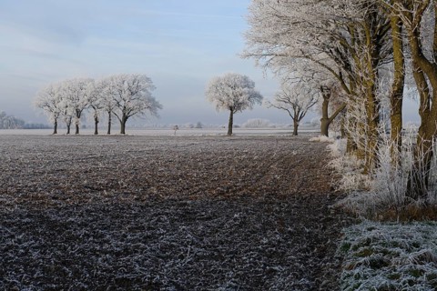 Frosty winter landscape with trees lining the horizon, Dümmer nature park Park, Lower Saxony,