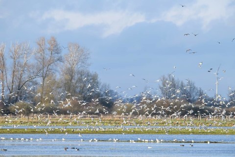Flock of birds rising into the sky over an irrigated landscape, Dümmer nature park Park,
