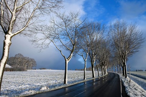 Snowy avenue along a country road under blue sky, Dümmerlohausen, Dümmer nature park Park, Lower