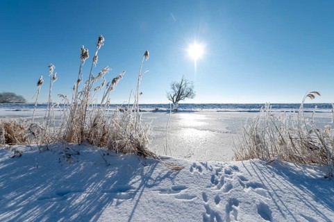 Wintery landscape with snow-covered reeds in front of the frozen Hunte River, in sunlight, Dümmer