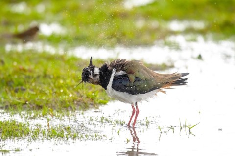 A lapwing (Vanellus vanellus) stands on a damp meadow and shakes water off its feathers, Dümmer