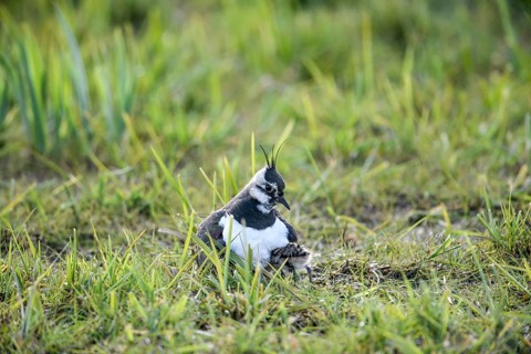Lapwing (Vanellus vanellus) protects chick down young in the grass, care in nature, Dümmer nature