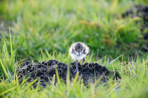 A lapwing chick (Vanellus vanellus) in down plumage in the tall grass runs curiously towards a