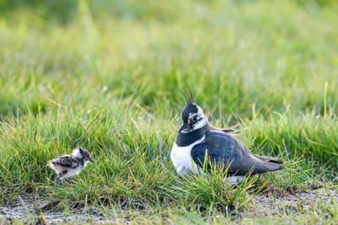 A lapwing (Vanellus vanellus) with its chick in down plumage in the tall grass of a wet meadow,