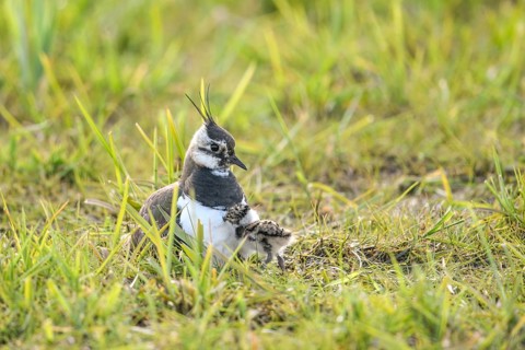 A lapwing (Vanellus vanellus) with its chick in down plumage in the tall grass of a wet meadow,