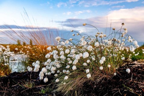 Moorland landscape with white fruiting cotton grass, image radiates vastness and openness, Restored