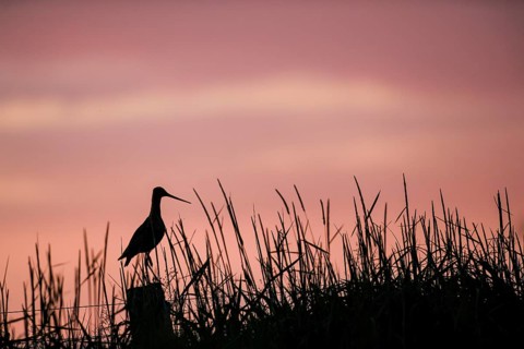 A black-tailed godwit (Limosa limosa) sitting on a post in tall grass against a pink sky at sunset,