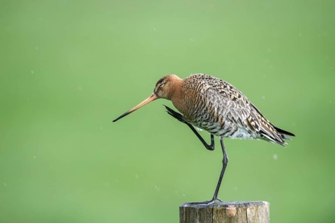 Black-tailed godwit (Limosa limosa) scratching itself, drops form a picturesque backdrop, Dümmer
