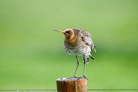 Black-tailed godwit (Limosa limosa) shakes on a pole in the rain, drops form a picturesque