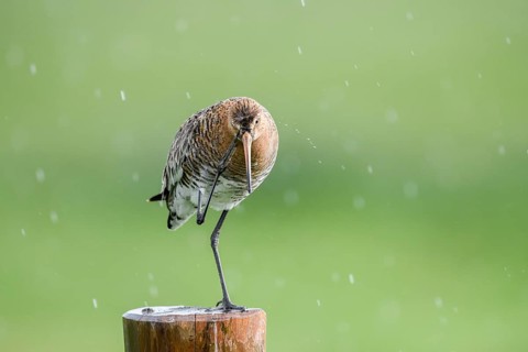 Black-tailed godwit (Limosa limosa) stands on a pole in the rain and scratches itself, drops form a