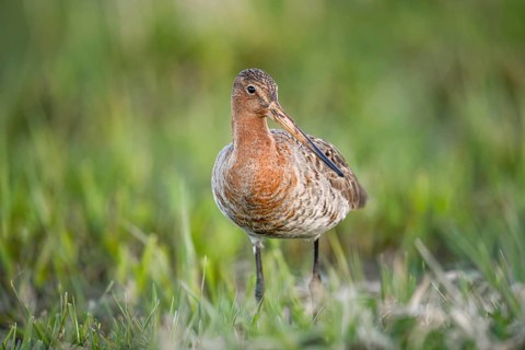 A black-tailed godwit (Limosa limosa) stands on a green meadow and looks into the camera, Dümmer