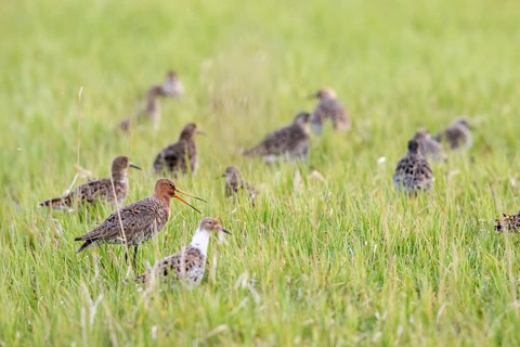 A black-tailed godwit (Limosa limosa) stands calling in a damp meadow amidst a flock of ruffs