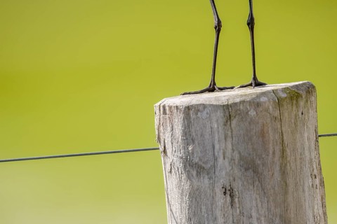 A black-tailed godwit (Limosa limosa) sits on a fence post, only the legs are visible against a
