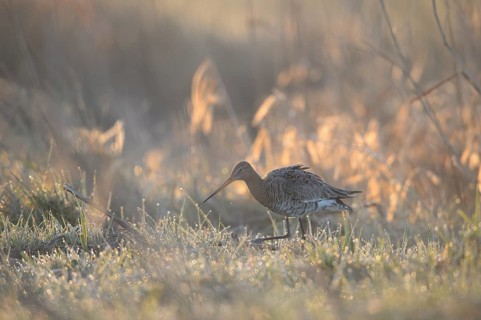 A black-tailed godwit (Limosa limosa) searches for food on a wet meadow in dusky light, Dümmer