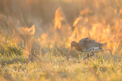 A black-tailed godwit (Limosa limosa) searches for food on a wet meadow in a dewy golden light,