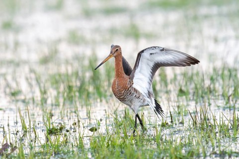 A black-tailed godwit (Limosa limosa) spreads its wings in a marshy landscape, Dümmer nature park
