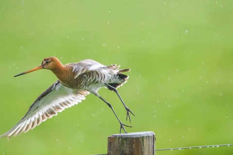 Black-tailed godwit (Limosa limosa) flies off a post in the rain, drops form a picturesque