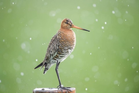 Black-tailed godwit (Limosa limosa) standing on a pole in the rain, drops form a picturesque