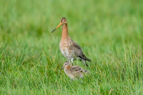 Black-tailed godwit (Limosa limosa) with chicks in tall grass, Dümmer nature park Park, Lower