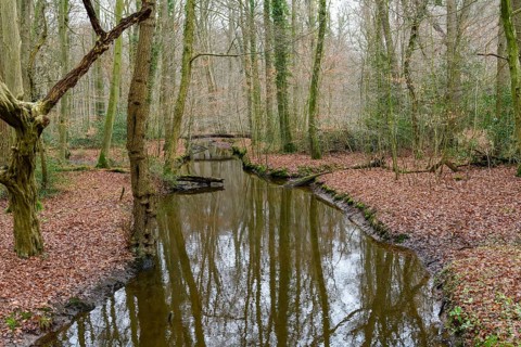 Small stream flows through a bare forest with brown leaves and quiet ambiance, Hasbruch, Lower