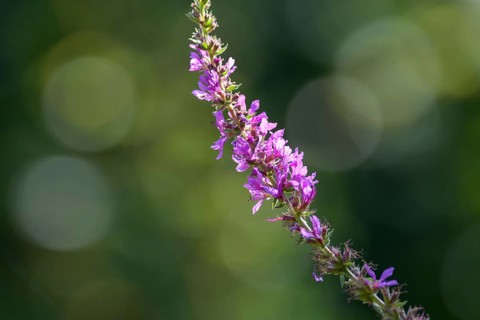 Purple loosestrife (Lythrum salicaria) with blurred background, Lake Dümmer, Lower Saxony, Germany