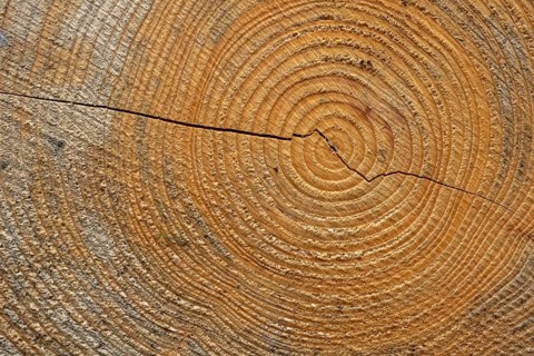 Annual rings of a tree, Goslar, Lower Saxony, Germany