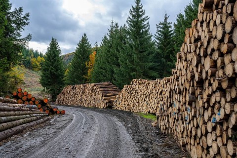 Logging in the Harz Mountains, Goslar, forest work, Lower Saxony, Germany