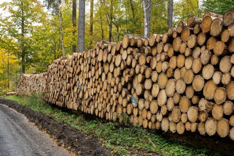 Logging in the Harz Mountains, forest work, Goslar, Lower Saxony, Germany