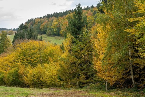 Autumn landscape in the Harz Mountains, Goslar, Lower Saxony, Germany