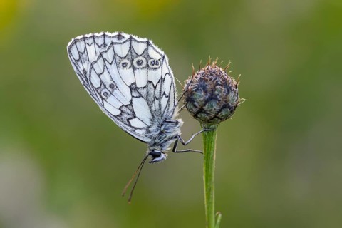 Checkerspot butterfly (Melanargia galathea), Bad Münstereifel, North Rhine-Westphalia, Germany