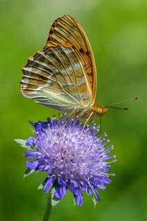 Emperor Cloak (Argynnis paphia), butterfly, Blankenheim, North Rhine-Westphalia, Germany