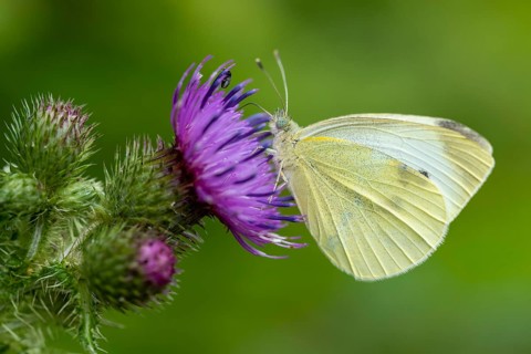 Small white (Pieris rapae), Blankenheim, North Rhine-Westphalia, Germany