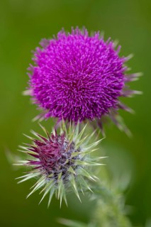 Musk Thistle (Carduus nutans), Bad Münstereifel, North Rhine-Westphalia, Germany
