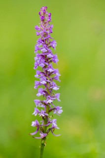 Gymnadenia conopsea, Bad Münstereifel, North Rhine-Westphalia, Germany