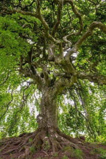 Süntel beech (Fagus sylvatica var. suentelensis), Blankenheim, North Rhine-Westphalia, Germany