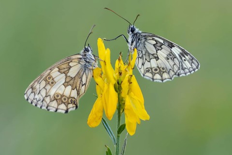 Checkerspot butterfly (Melanargia galathea) on gorse (Genista tinctoria), Bad Münstereifel, North