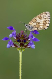 Checkerspot butterfly (Melanargia galathea) on Large Self-heal (Prunella grandiflora), Bad
